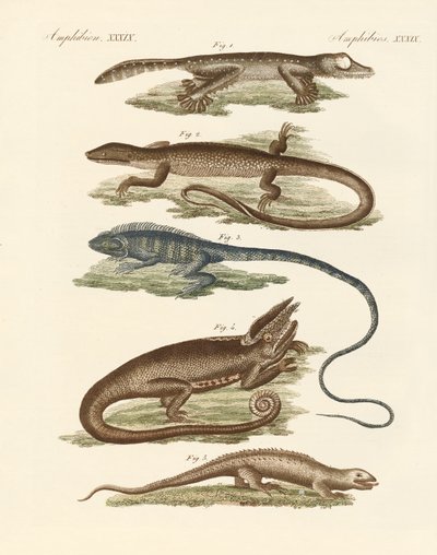 Lizards by German School