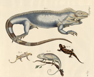 Lizards by German School