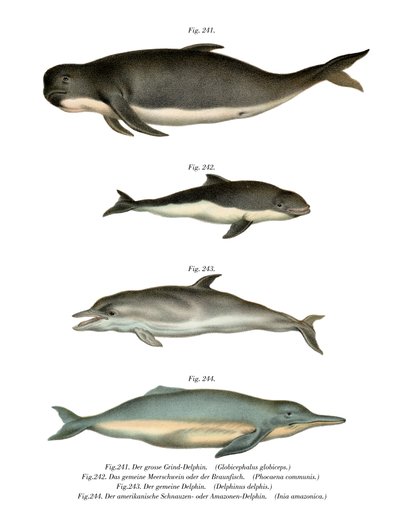 Long-Finned Pilot Whale by German School