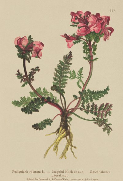 Long-Nosed Lousewort by German School