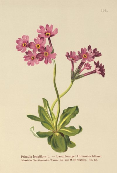 Long-flowered Primrose by German School