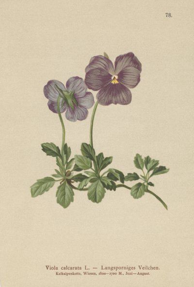 Long-spurred Violet by German School