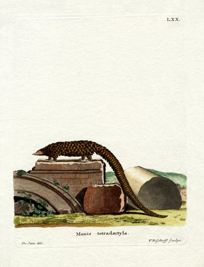 Long-tailed Pangolin by German School