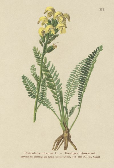 Long Beaked Yellow Lousewort by German School