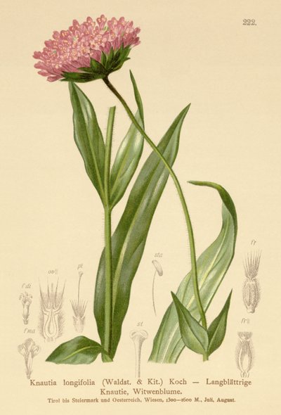 Long Leaf Widow Flower by German School