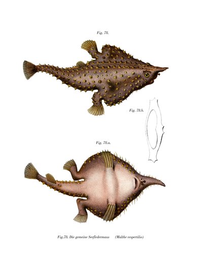 Longnose Batfish by German School
