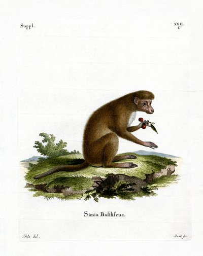 Macaque by German School