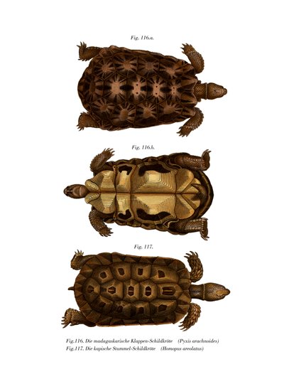 Madagascan Spider Tortoise by German School