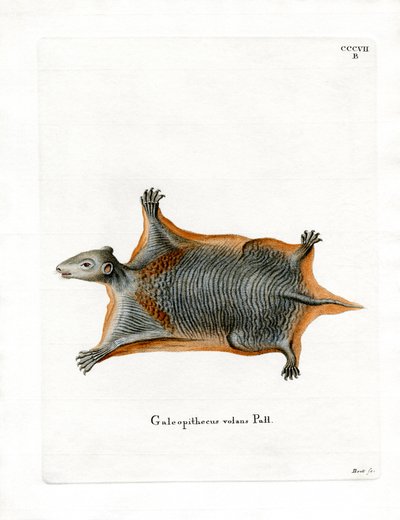 Malayan Flying Lemur by German School