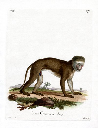 Malbrouck Monkey by German School