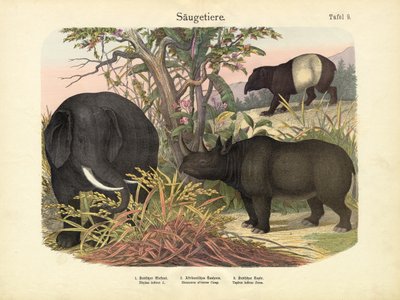 Mammals by German School
