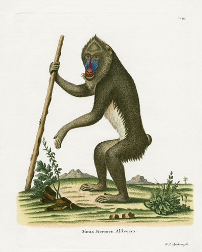 Mandrill by German School