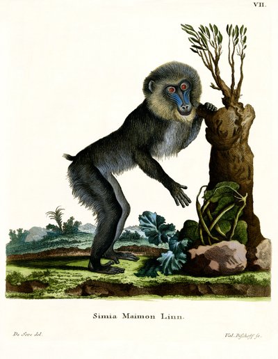 Mandrill by German School