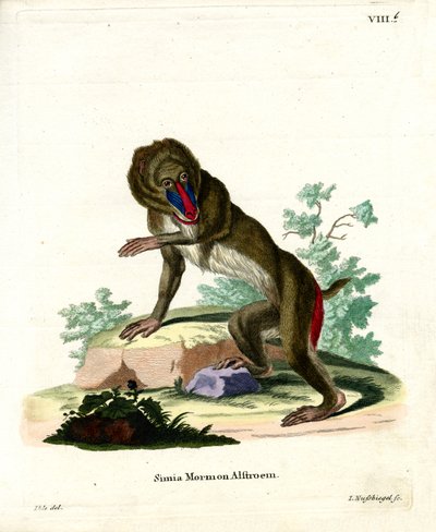 Mandrill by German School