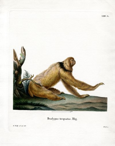 Maned Sloth by German School