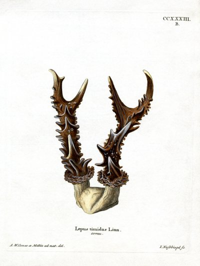 Mountain Hare Antlers by German School