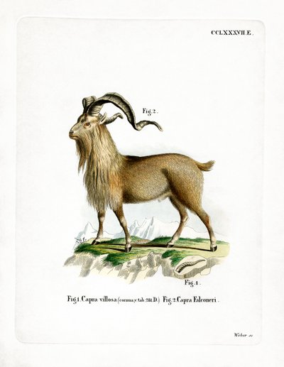 Markhor by German School