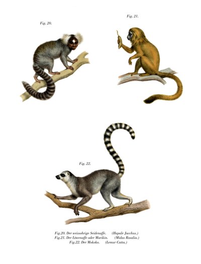 Marmoset by German School