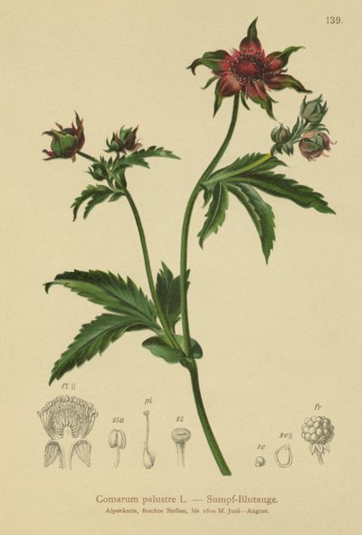 Marsh Cinquefoil by German School