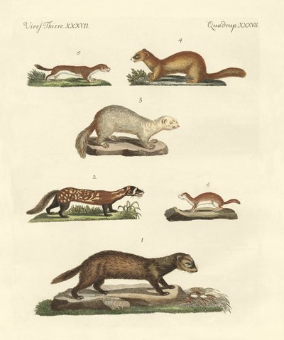 Martens and Weasel by German School