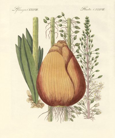 Medical Plants by German School