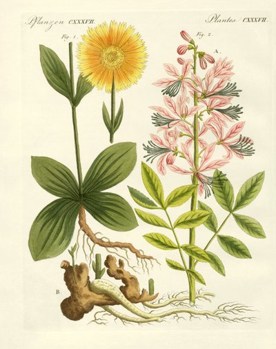 Medical Plants by German School