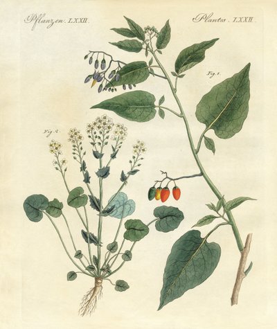 Medicinal Plants by German School
