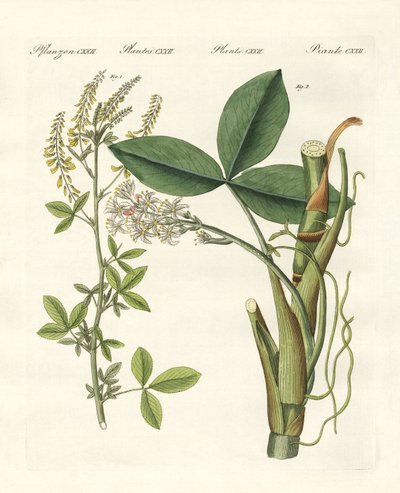Medical Plants by German School