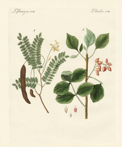 Medicinal Plants by German School