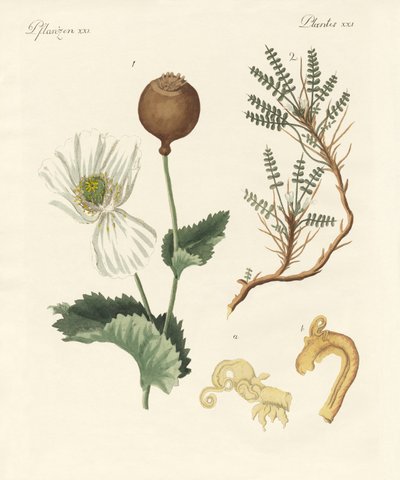 Medicinal Plants by German School