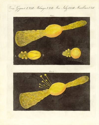 Meteor (coloured engraving) by German School