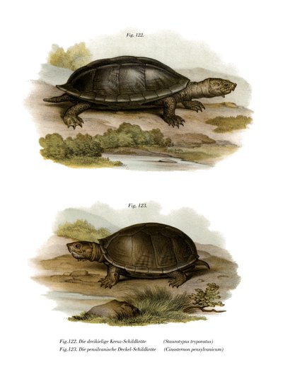 Mexican Giant Musk Turtle by German School