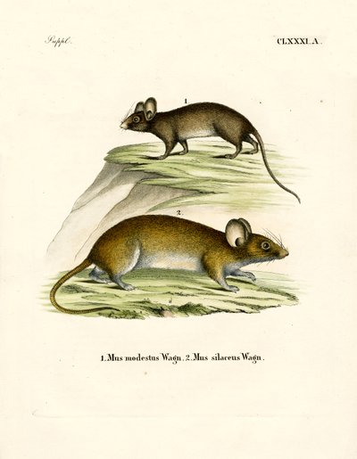 Mice by German School