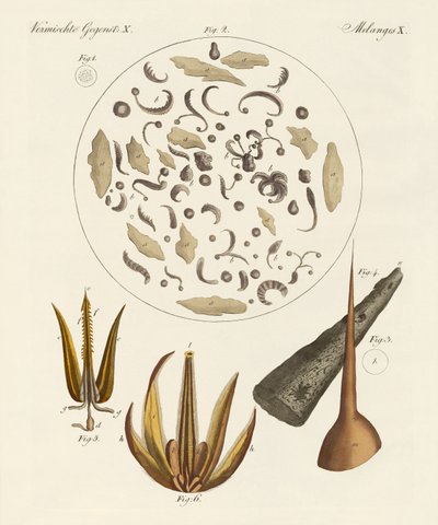 Microscopic Objects by German School