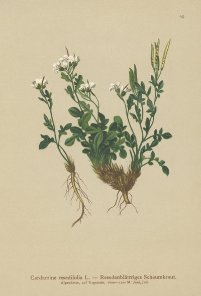 Mignonette-leaved Bitter-cress by German School