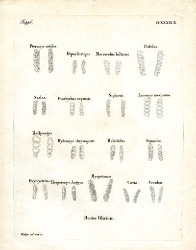 Molars by German School