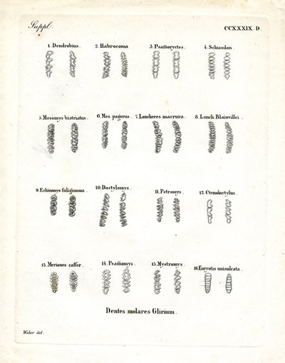 Molars by German School