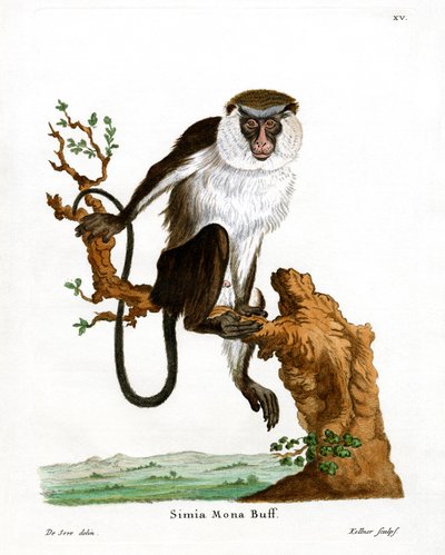 Mona Monkey by German School