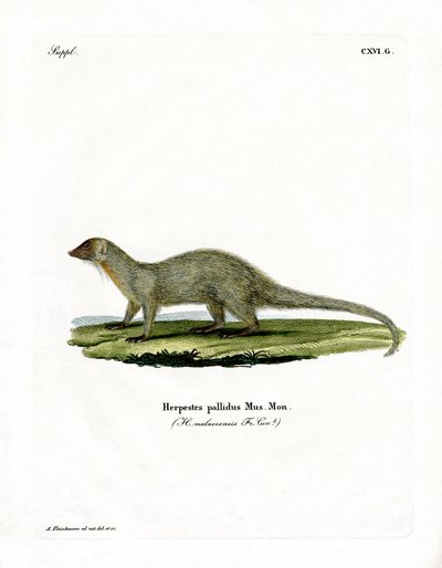 Mongoose by German School