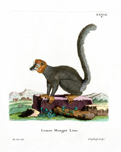 Mongoose Lemur by German School