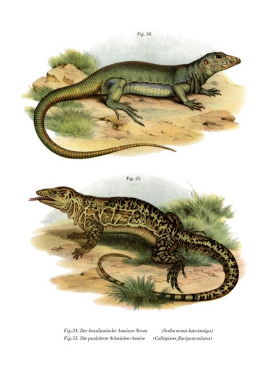 Monitor Lizard by German School