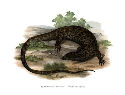 Monitor Lizard by German School