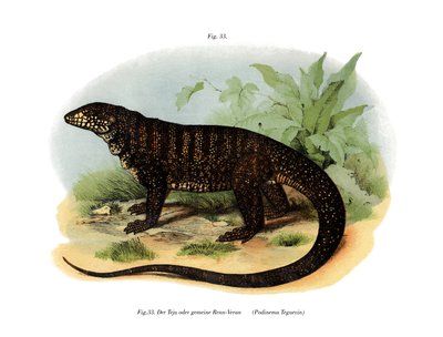 Monitor Lizard by German School