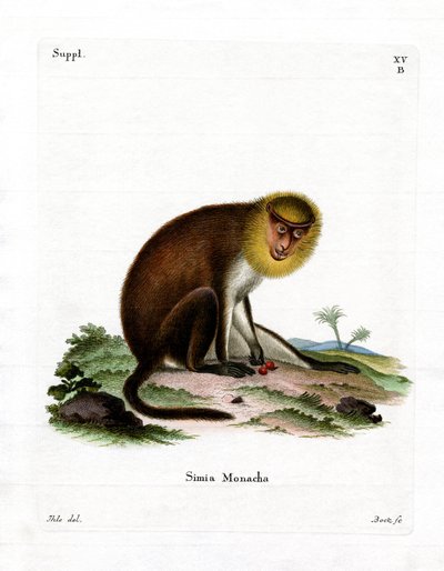 Monk Saki by German School