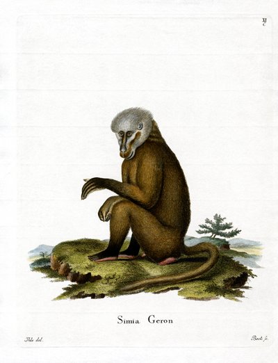 Monkey by German School