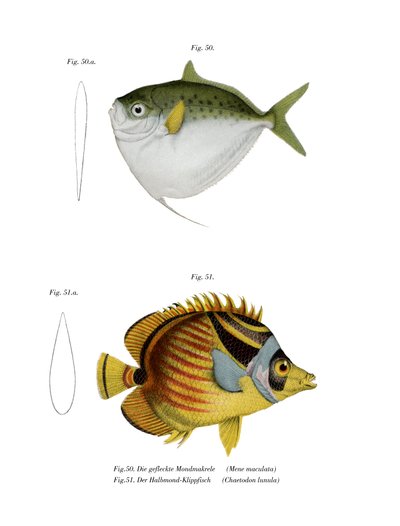 Moonfish by German School