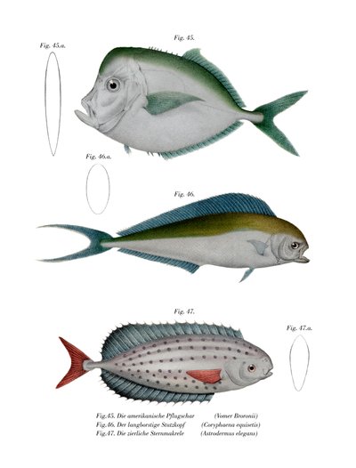 Moonfish by German School