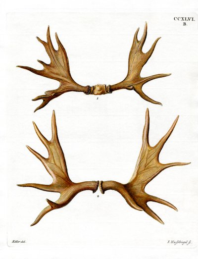 Moose Antlers by German School
