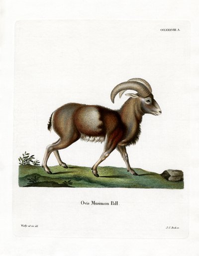 Mouflon by German School