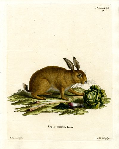 Mountain Hare by German School